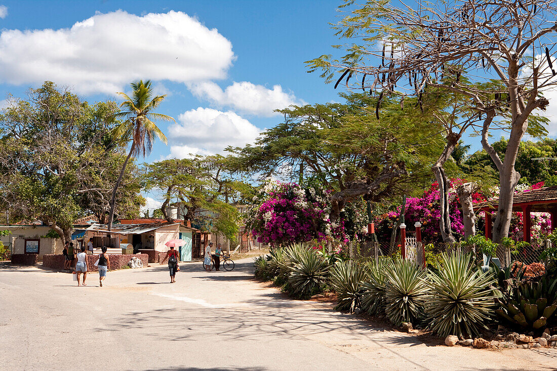 Agaves and bougainvilleas, La Boca, near Trinidad, Sancti Spiritus, Cuba