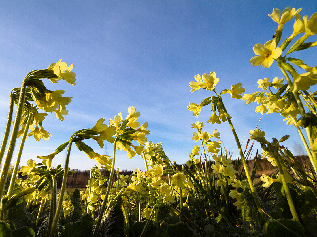 True oxlip, Alps, Upper Bavaria, Germany