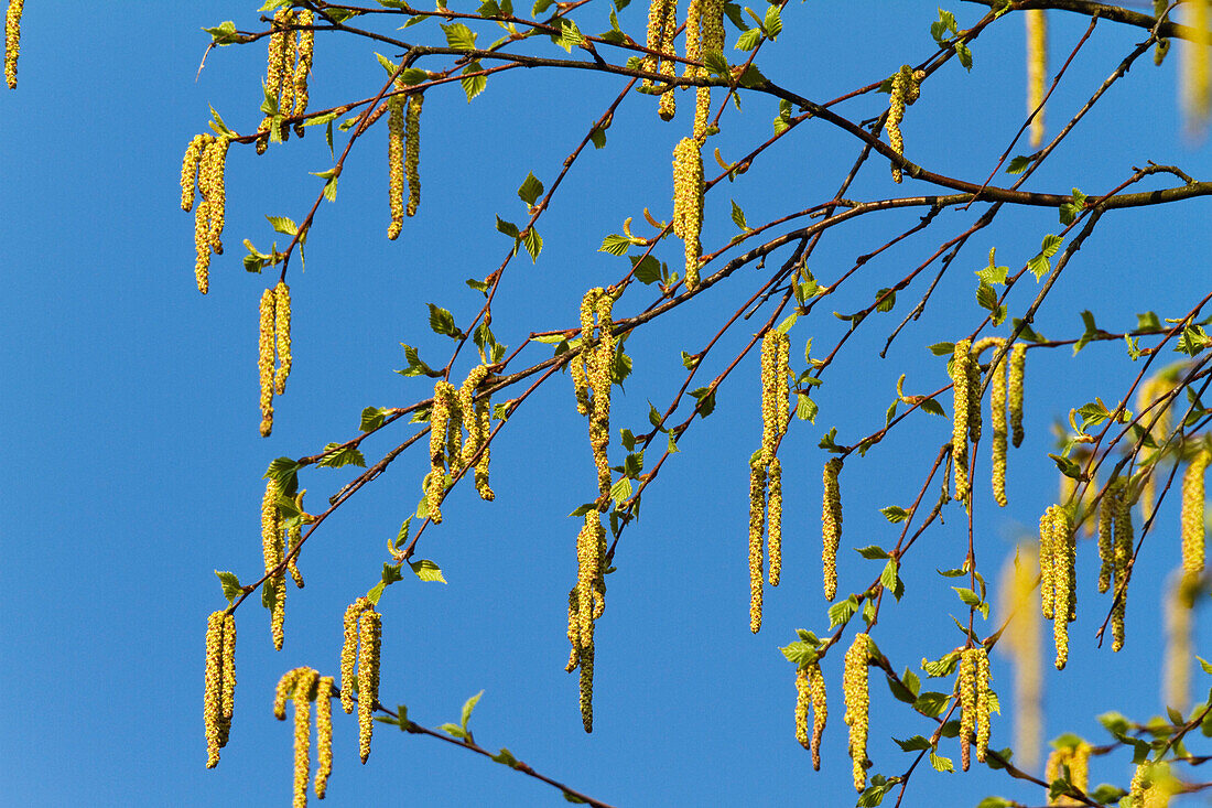 Blütenkätzchen einer Hängebirke (Betula pendula), Bayern, Deutschland