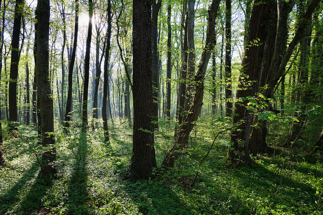 Deciduous forest in spring, Upper Bavaria, Germany