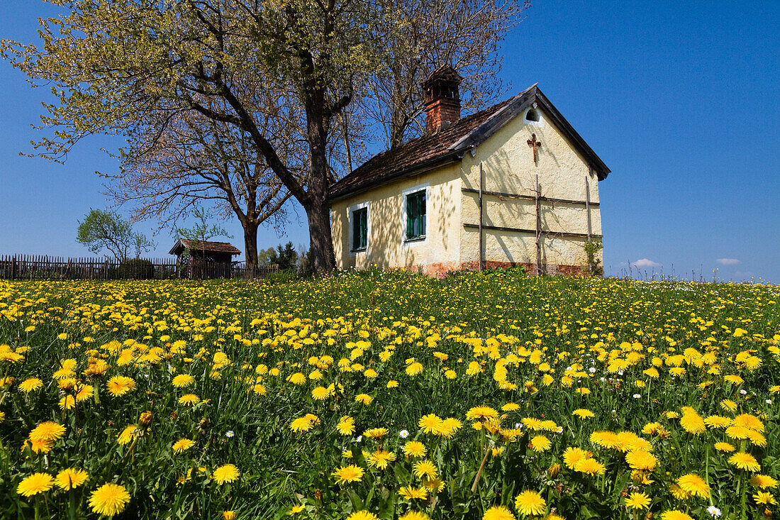 Chapel in a meadow with dandelions in Spring, Obersochering, Upper Bavaria, Germany