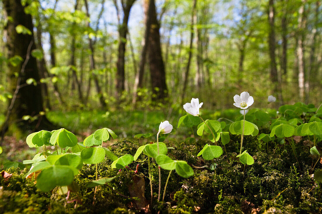 Waldsauerklee (Oxalis acetosella) in Laubwald, Oberbayern, Deutschland