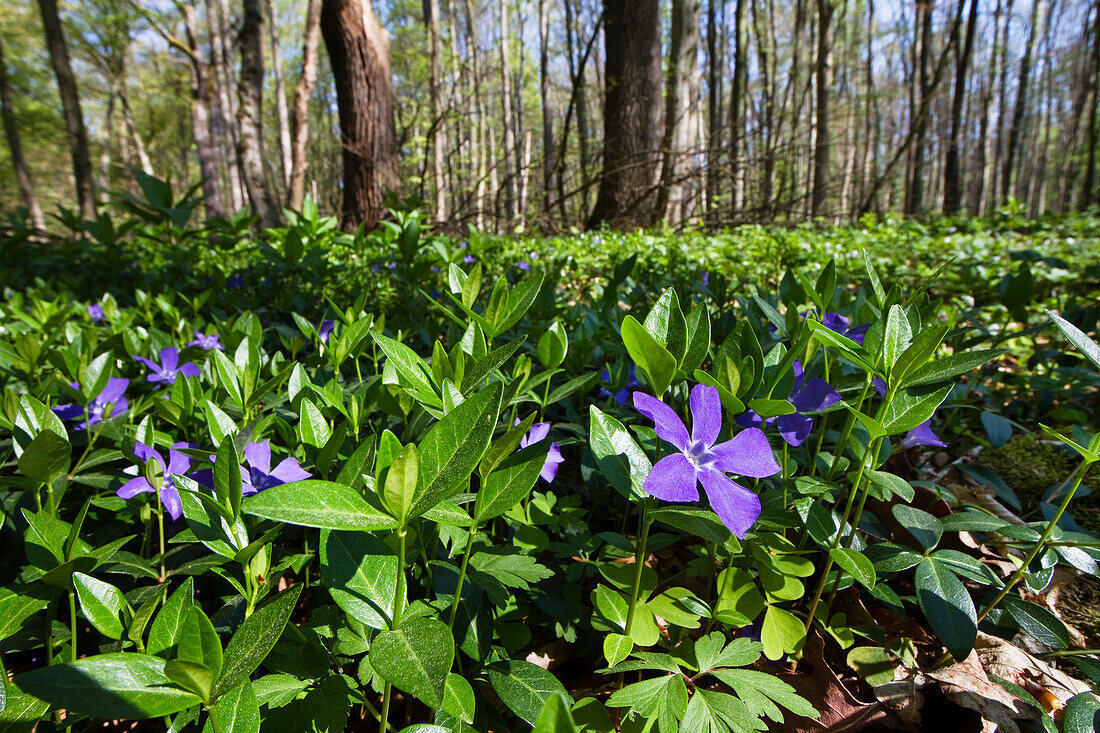 Lesser periwinkle (Vinca minor) in a deciduous forest in spring