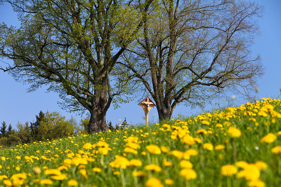 Blick über eine Löwenzahnwiese auf ein Kruzifix zwischen Bäumen, Antdorf, Oberbayern, Deutschland