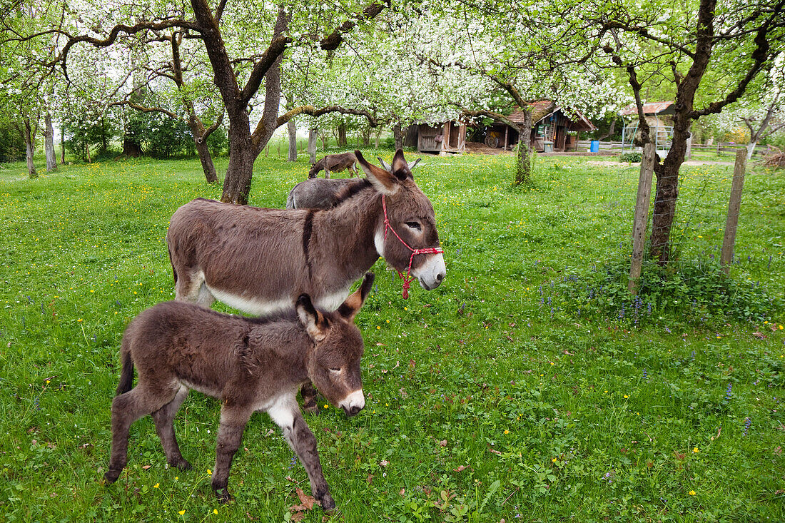 Donkeys with foal in an orchard, Bavaria, Germany