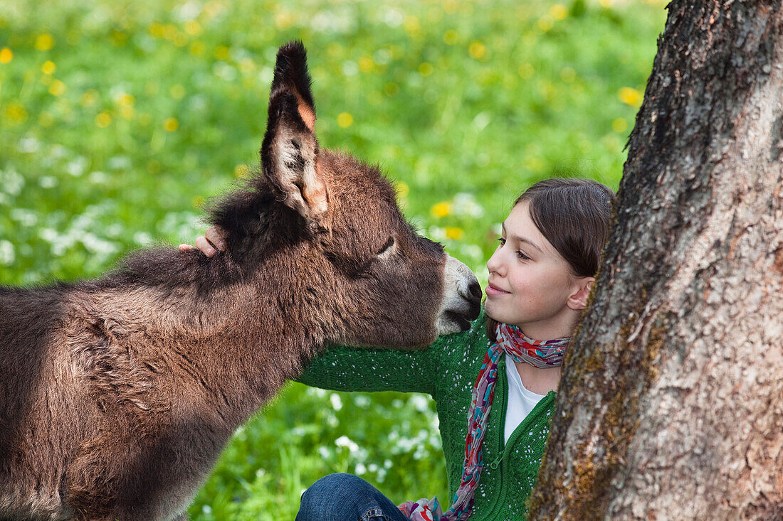 Mädchen (11 Jahre) streichelt Eselfohlen, Bayern, Deutschland