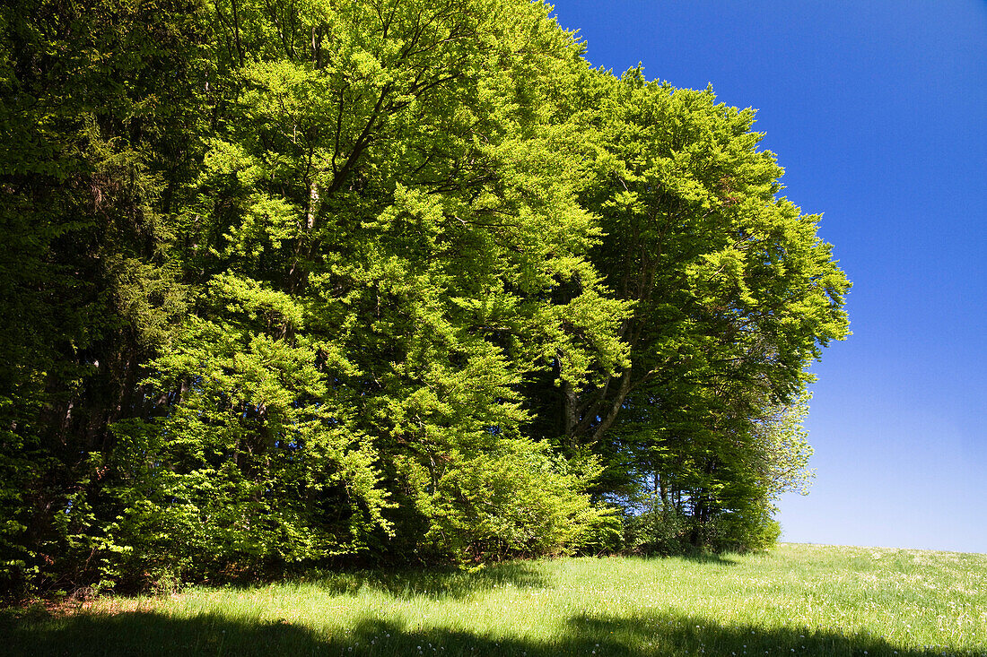 Laubwald mit Rotbuchen, Oberbayern, Deutschland