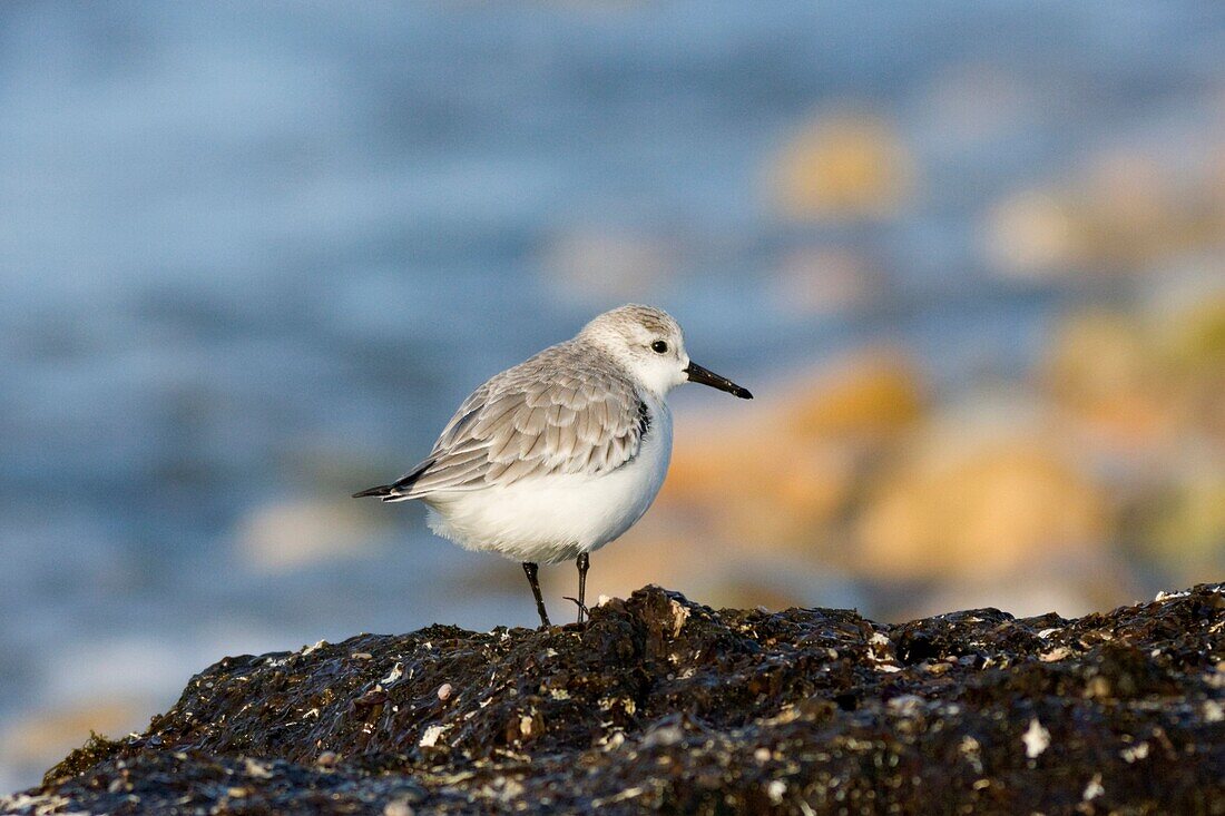 Sanderling Calidris alba, at Cabo de Gata Nijar beach, Andalusia, Spain