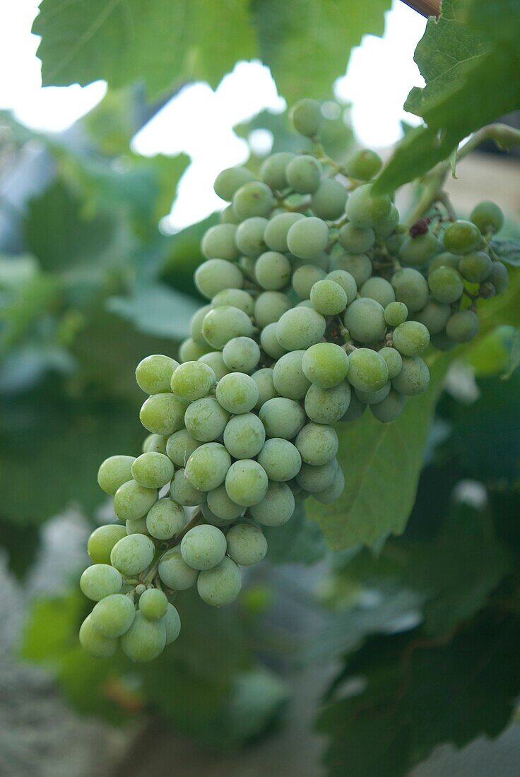 Grapevine in El Margen, Granada, Spain