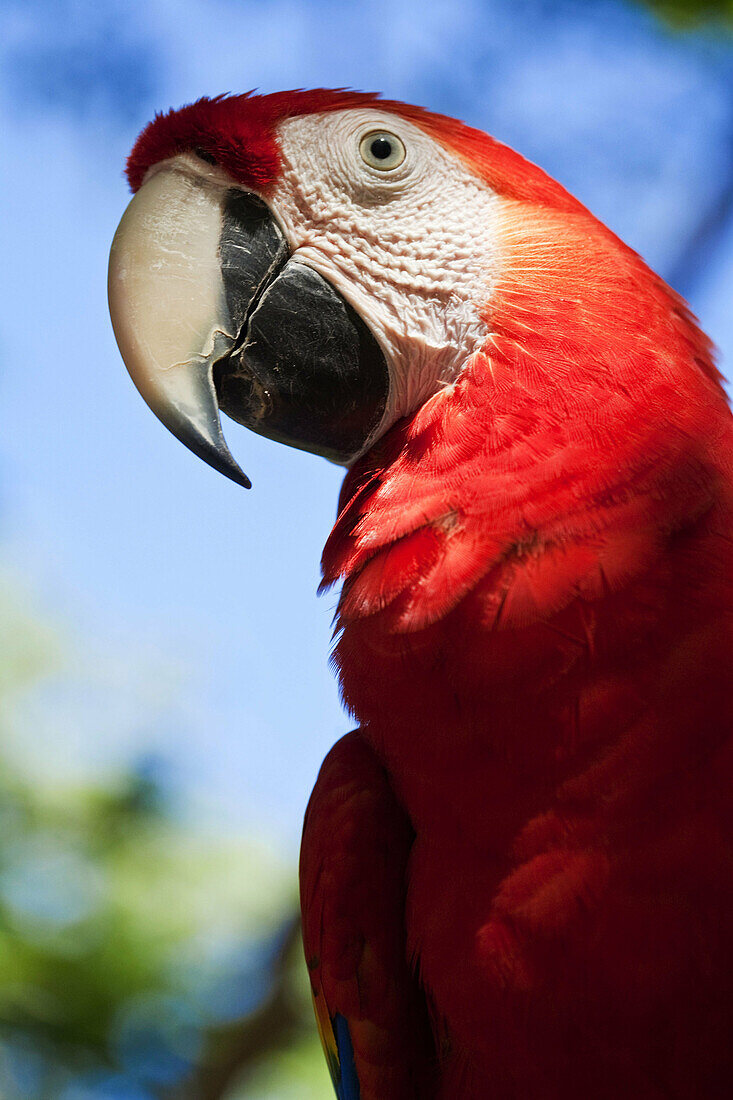 Scarlet Macaw, Roatan, Bay Islands, Honduras