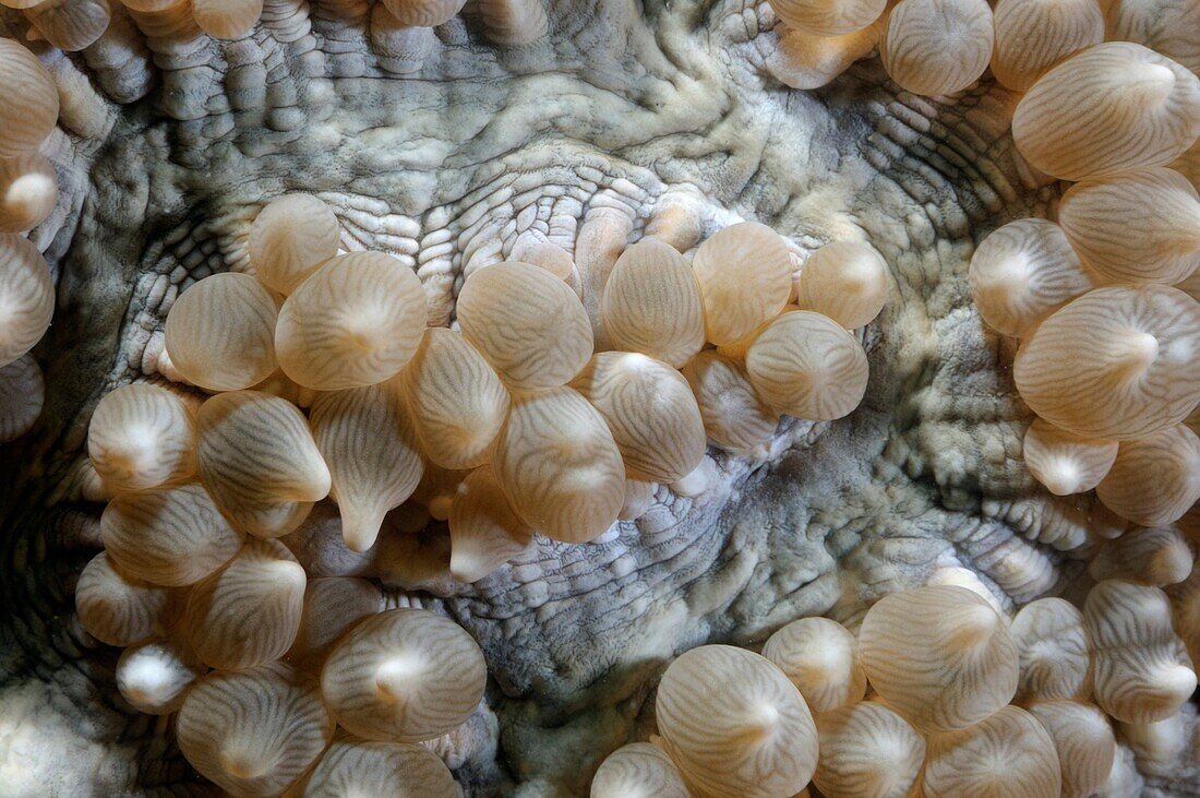 Featured anemone Entacmaea quadricolor photographed in the Andaman Sea