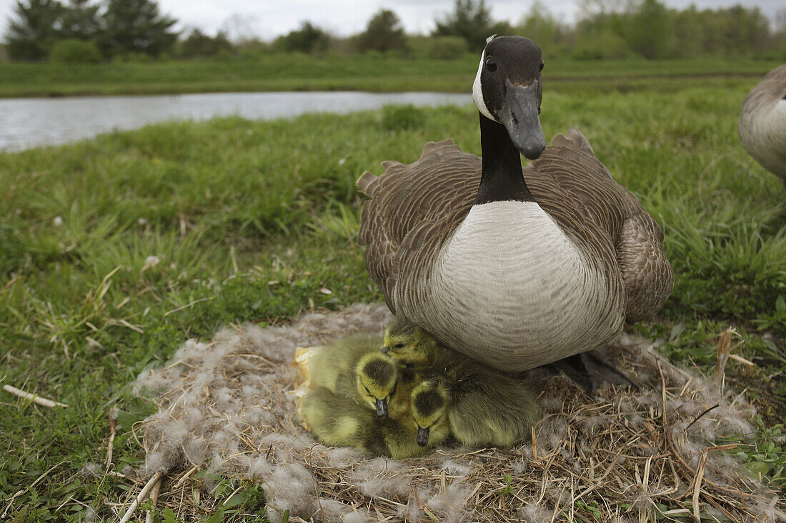 Canada Goose (Branta canadensis) on nest with young, New York, USA