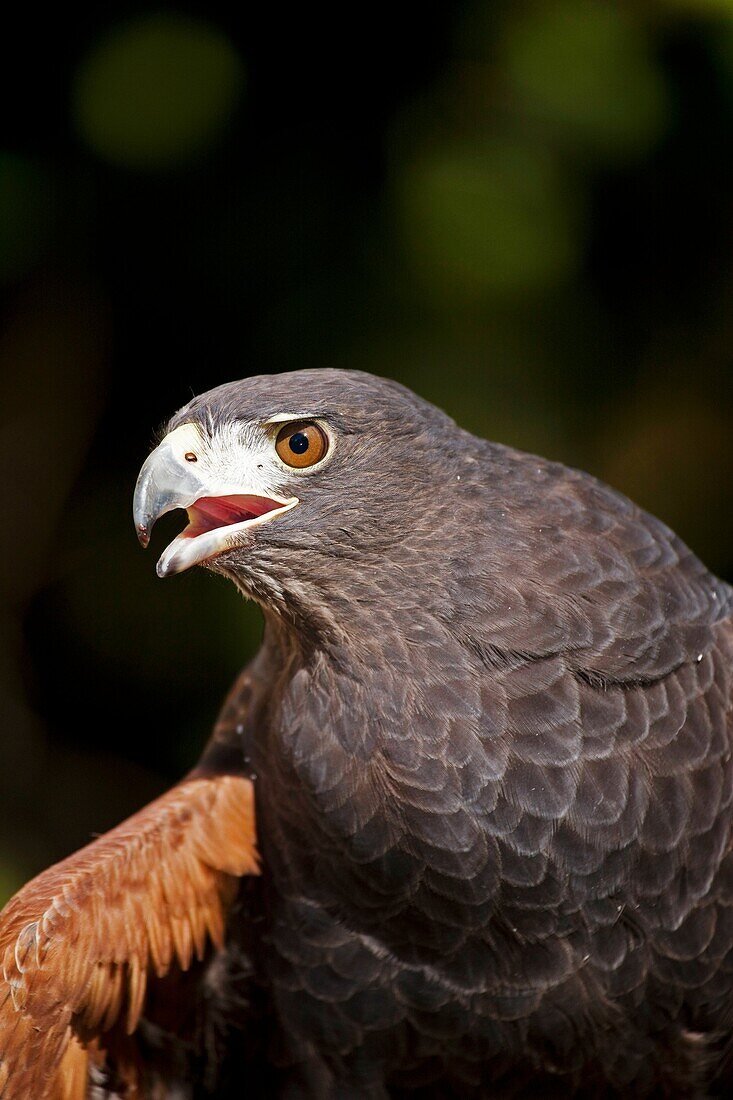 Harris's Hawk (Parabuteo unicinctus) portrait, captive