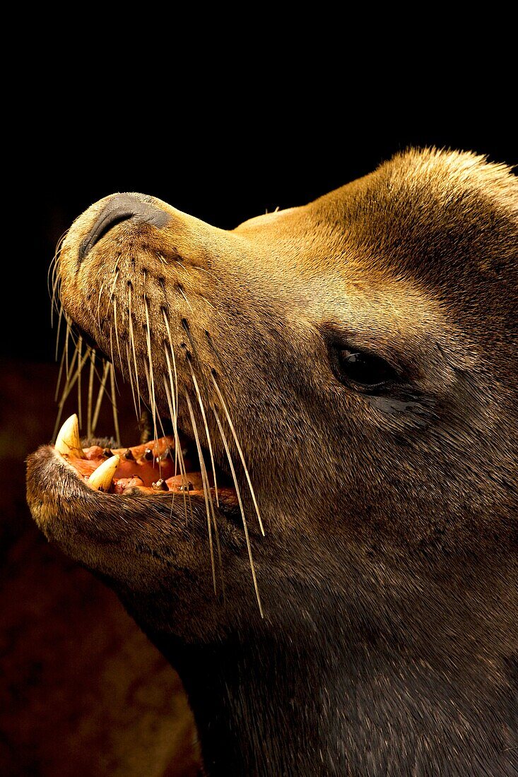 California Sea Lion (Zalophus californianus) portrait, Oregon, USA