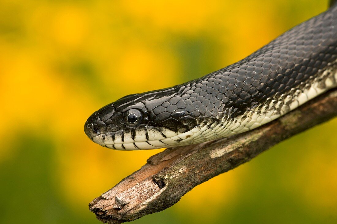 Black Ratsnake (Elaphe obsoleta) on log, New York, USA