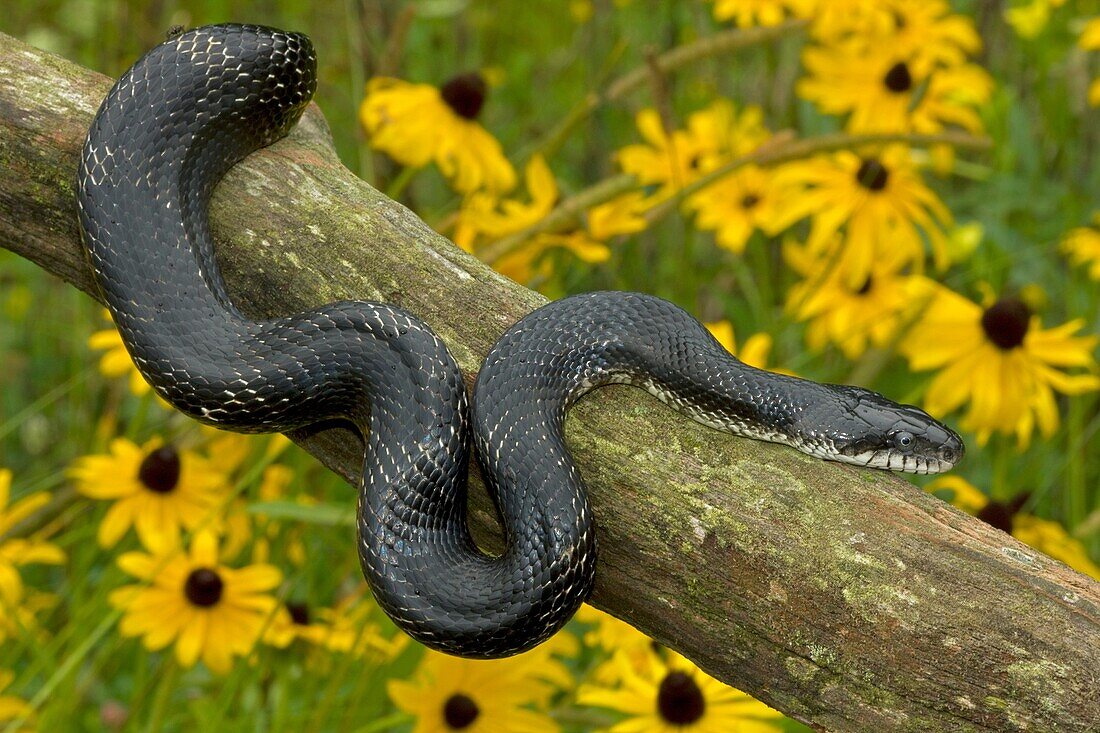 Black Ratsnake (Elaphe obsoleta) on log, New York, USA