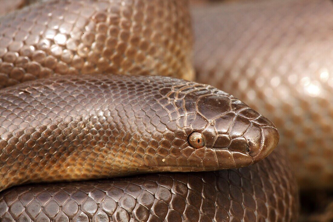 Rubber Boa (Charina bottae), Oregon, USA