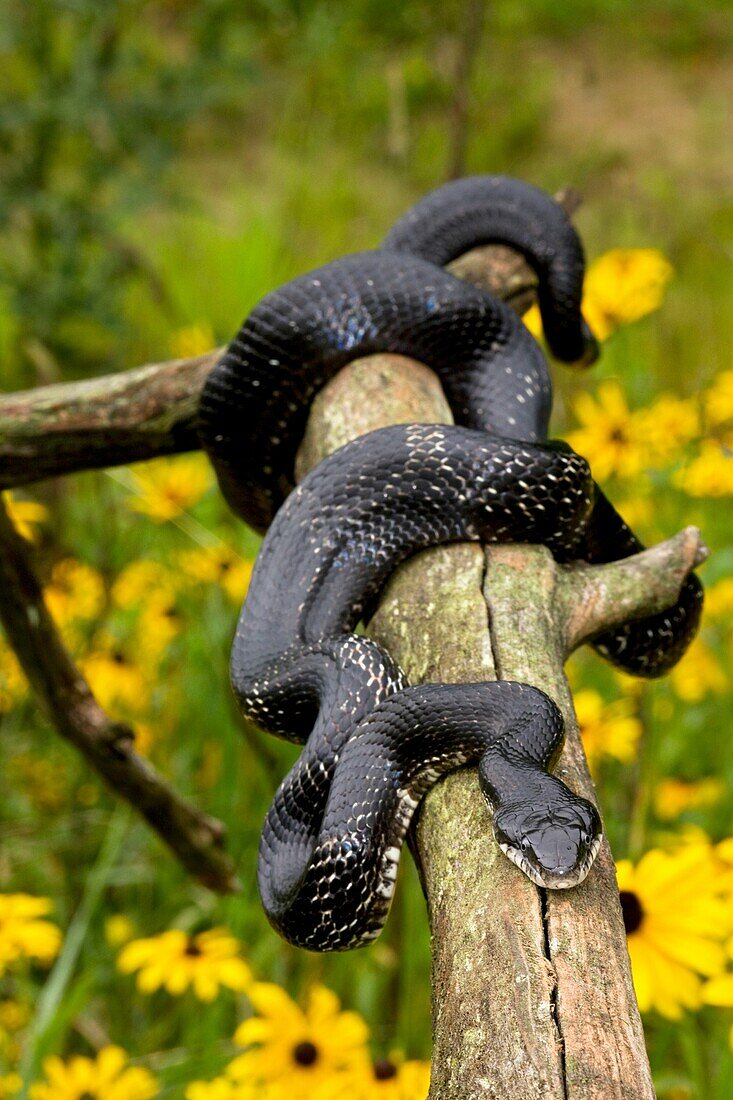 Black Ratsnake (Elaphe obsoleta) on log, New York, USA