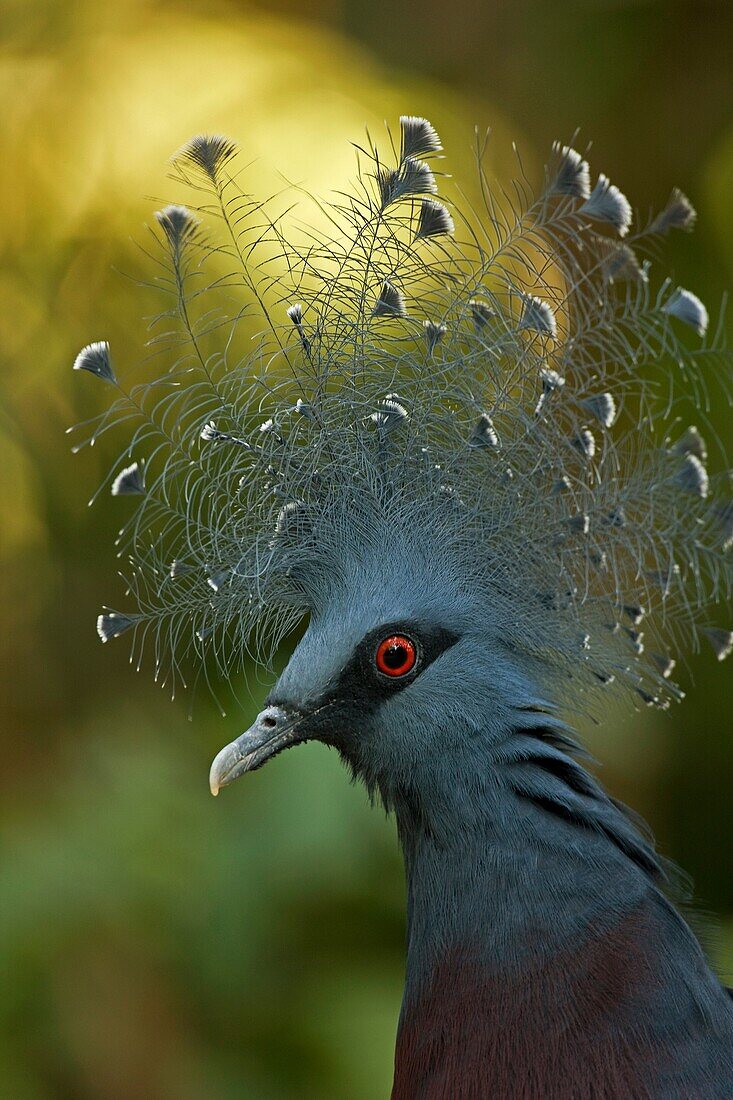 Victoria Cowned Pigeon (Goura victoria), Northern New Guinea, captive