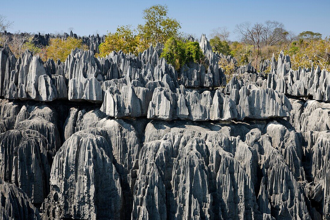 Tsingy de Bemaraha, Parque Nacional de los Tsingy de Bemaraha, Patrimonio de la Humanidad de la UNESCO, Mahajanga, Madagascar