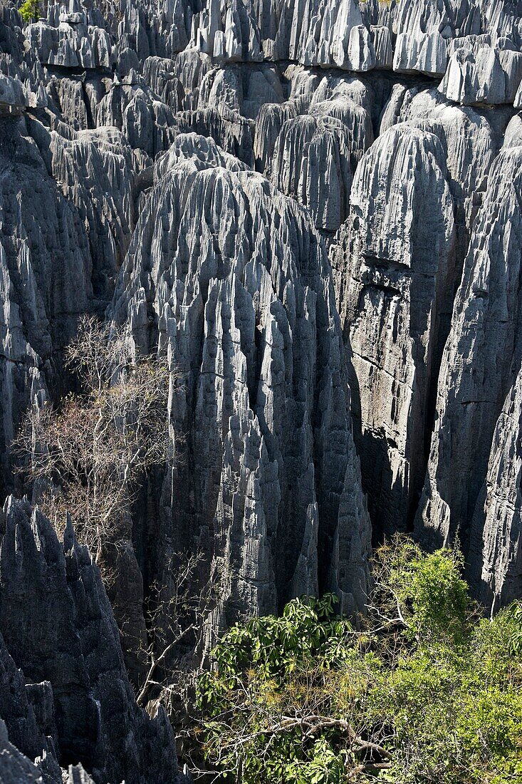 Tsingy de Bemaraha, Parque Nacional de los Tsingy de Bemaraha, Patrimonio de la Humanidad de la UNESCO, Mahajanga, Madagascar