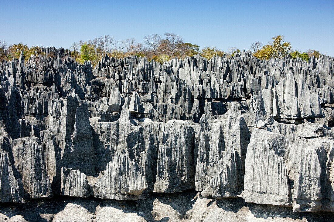 Tsingy de Bemaraha, Parque Nacional de los Tsingy de Bemaraha, Patrimonio de la Humanidad de la UNESCO, Mahajanga, Madagascar