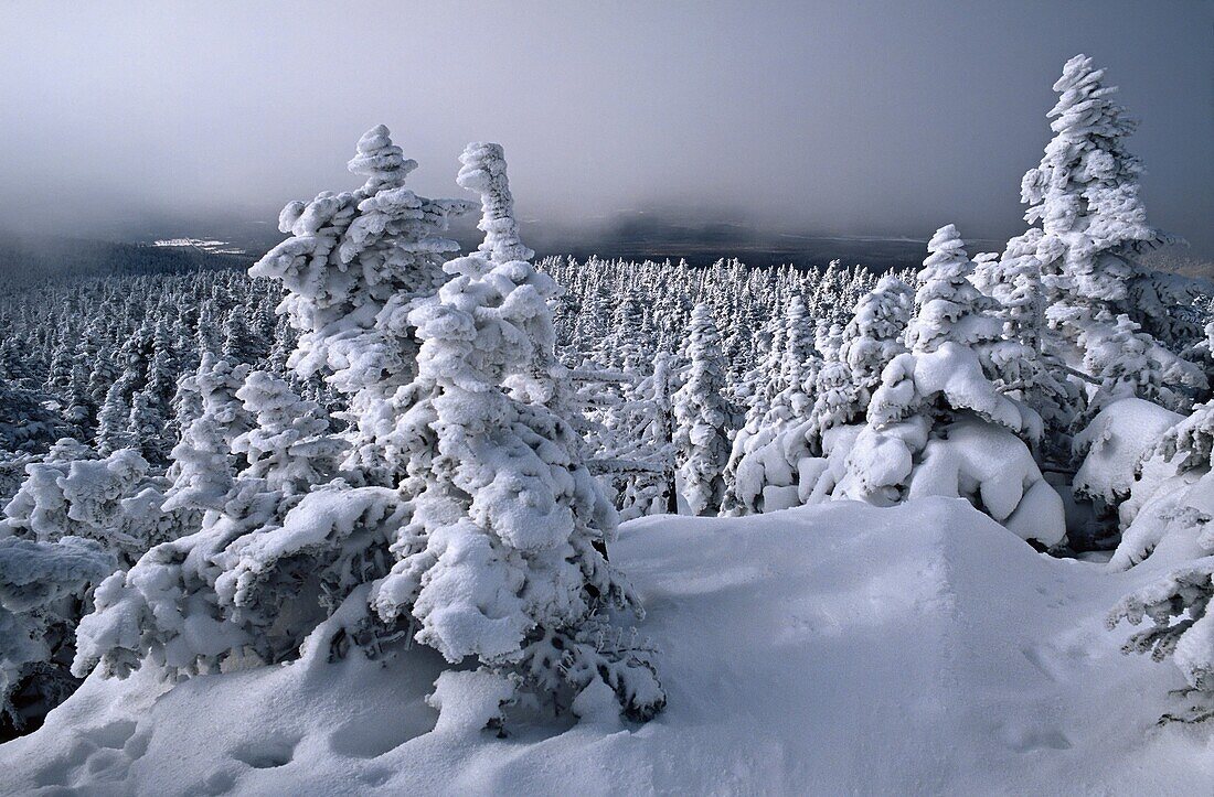 Snow-covered-trees, Mount-Mégantic-National-Park, Québec, Canada