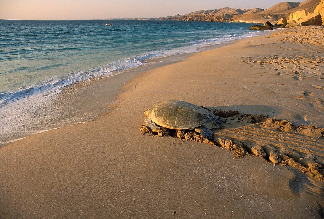 Asia, Oman, Ras el Hadd, Turtles Beach Reserve, eggs deposition time