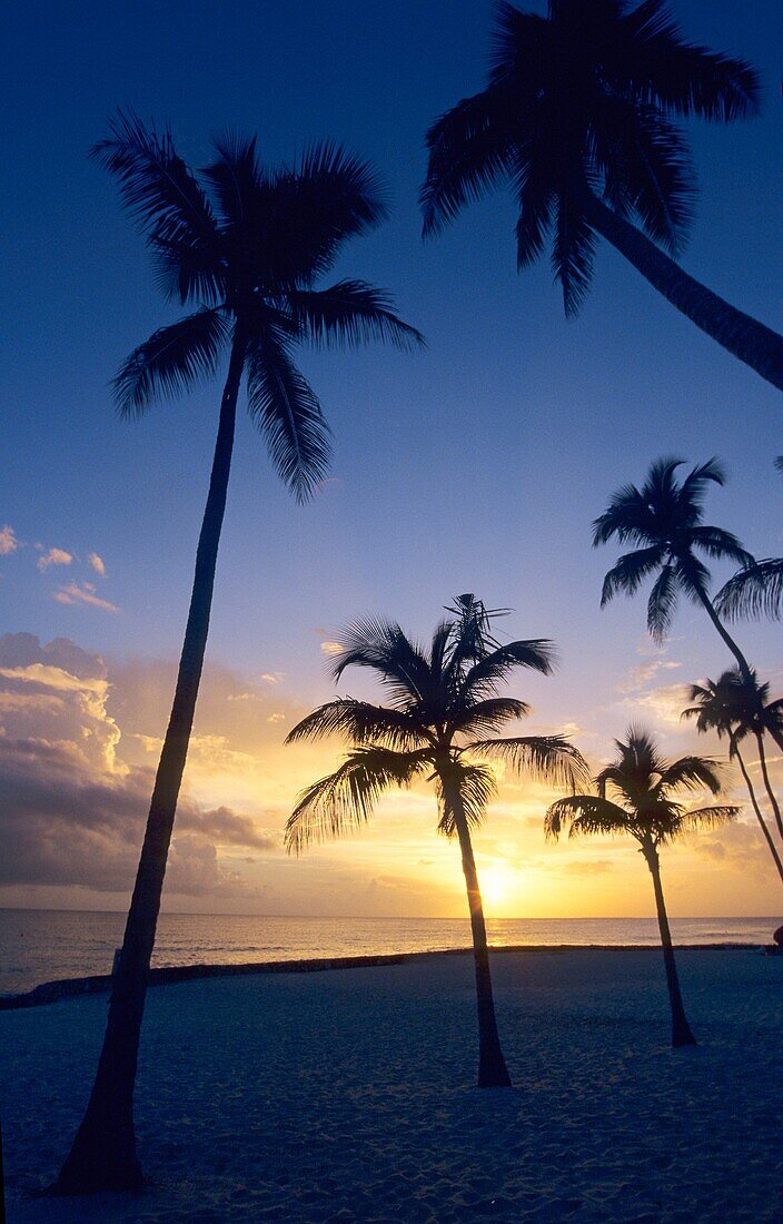 Palm trees on sunset Bayahibe beach, Dominican republic, Caribbean