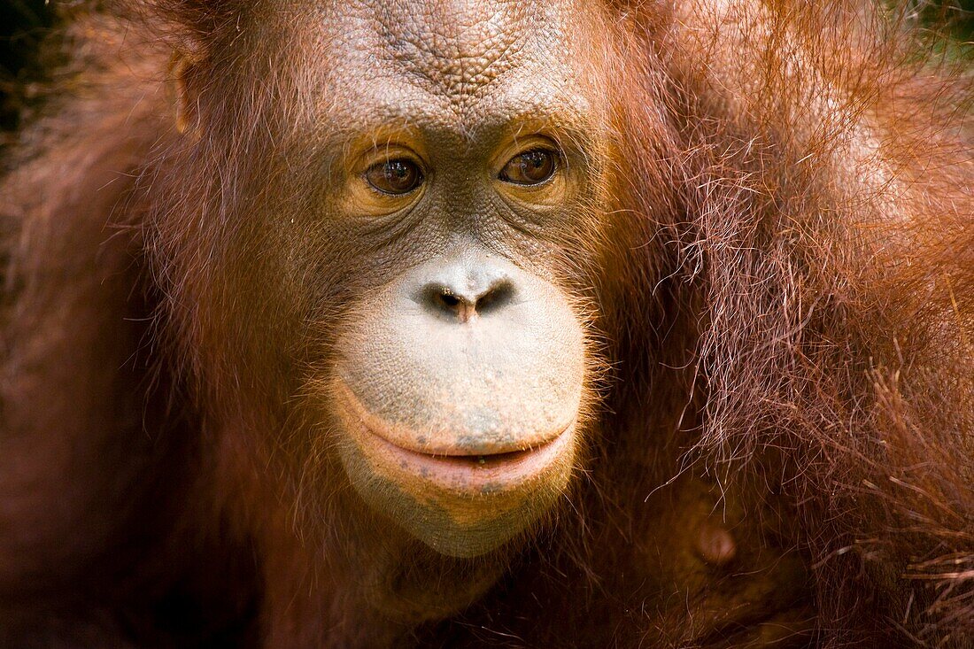 Sabah Malaysia, Borneo, Sepilok Portrait of an Orang Utan in the Sepilok Orangutan Rehabilitation Centre