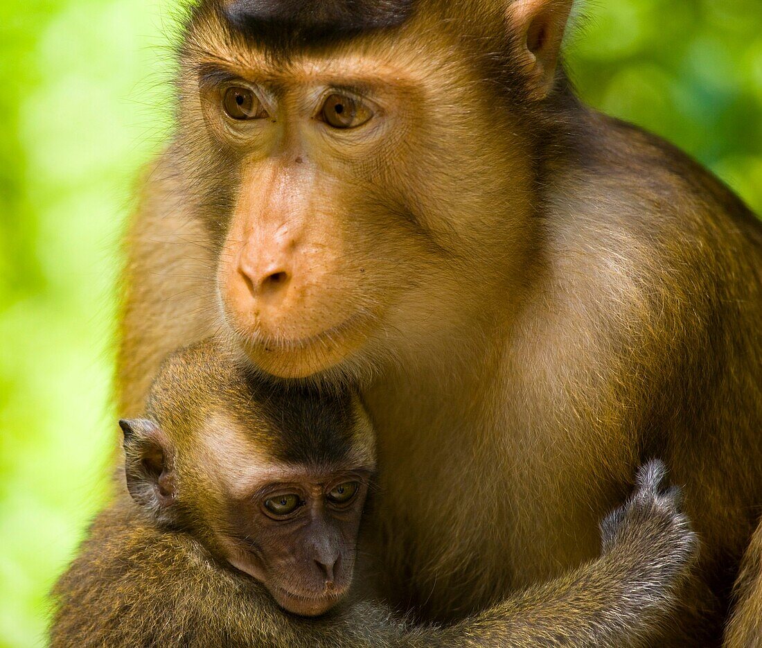 Sabah Malaysia, Borneo, Sepilok Portrait of a pig tailed Macaque any baby monkey, in the Sepilok Orangutan Rehabilitation Centre