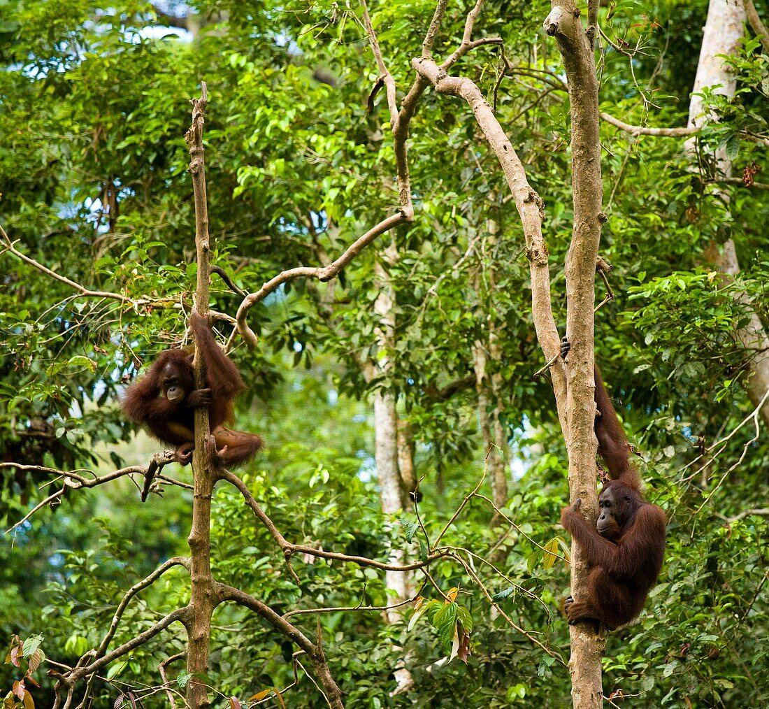 Sabah Malaysia, Borneo, Sepilok Orang Utan in the Sepilok Orangutan Rehabilitation Centre