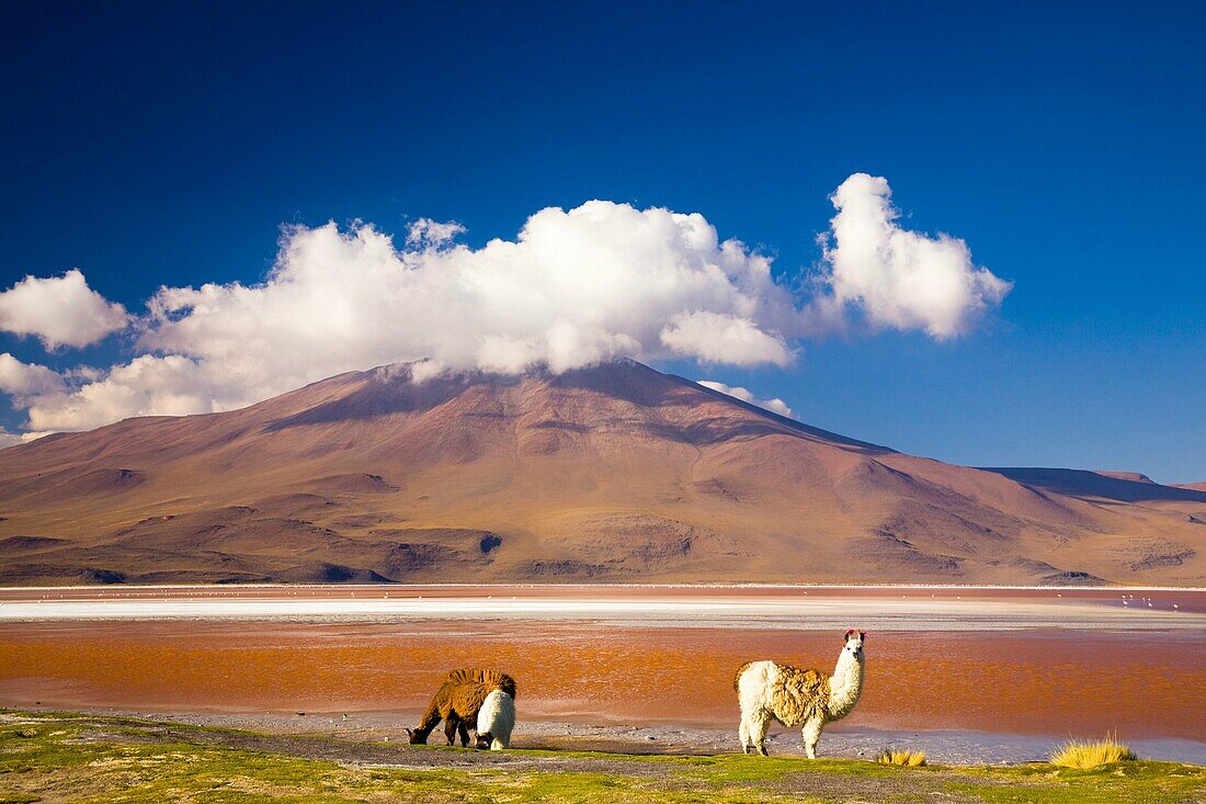 Bolivia, Southern Altiplano, Laguna Colorada Llamas near the Laguna Coloroda otherwise know as the coloured lake