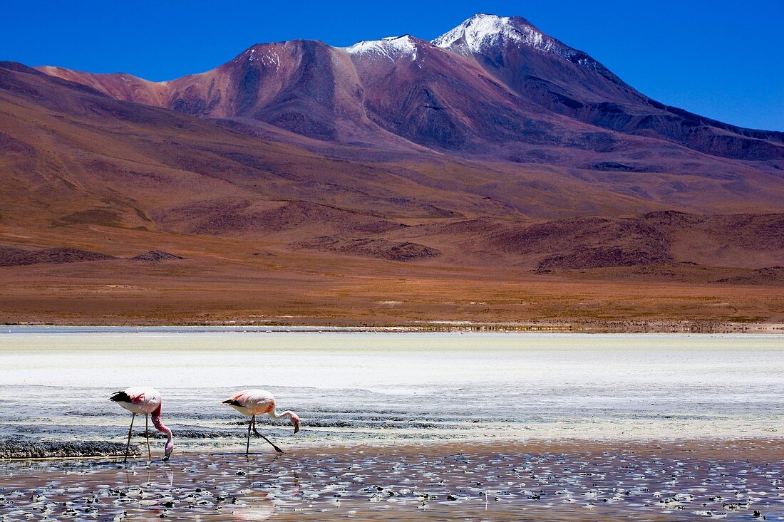 Bolivia, Southern Altiplano, Uyuni Highlands Flamingoes upon a mineral coloured lake in the Bolivian Highlands
