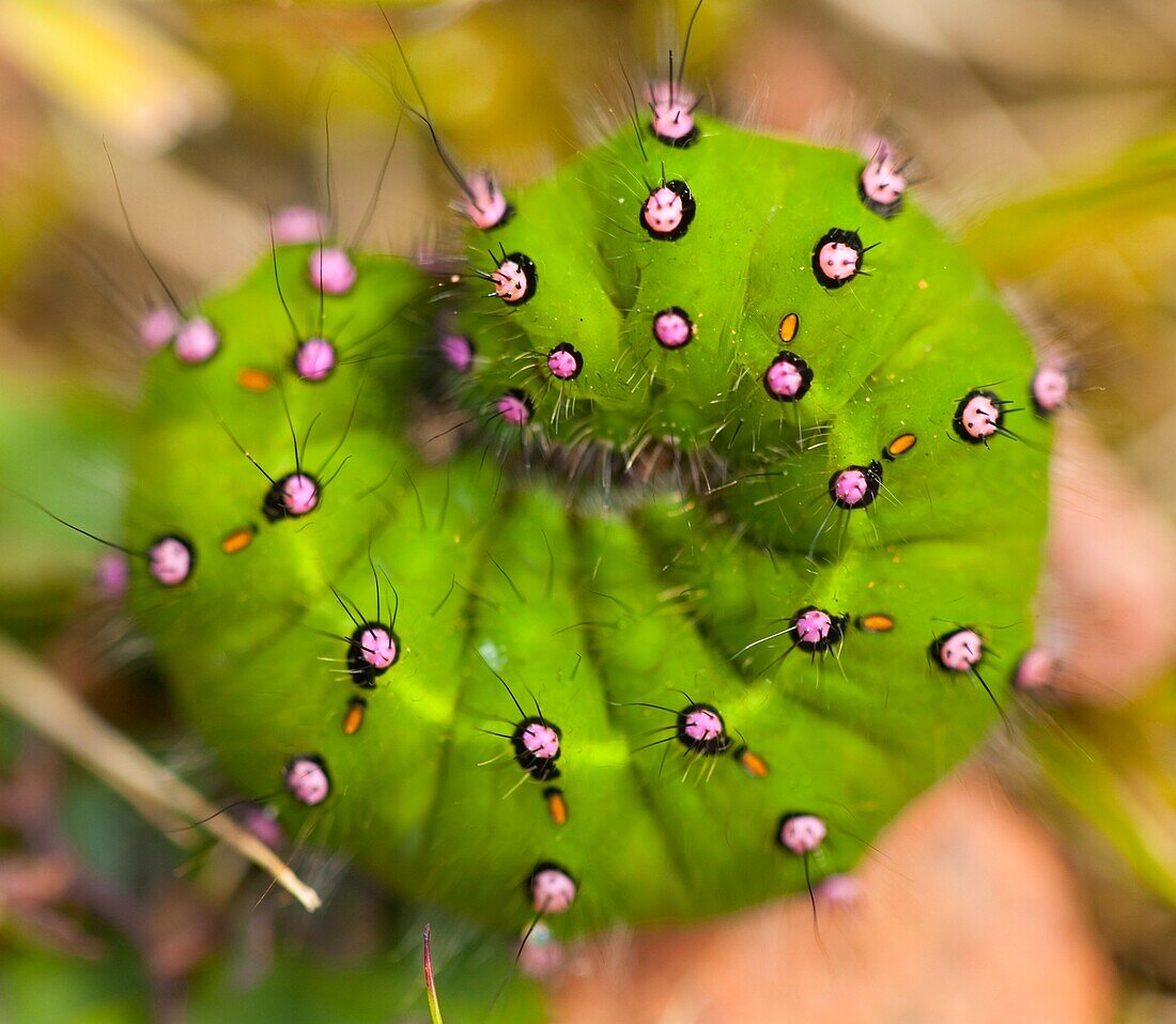 England, Northumberland, Rothbury Emperor moth Caterpillar Saturnia pavonia found in moorland near Rothbury