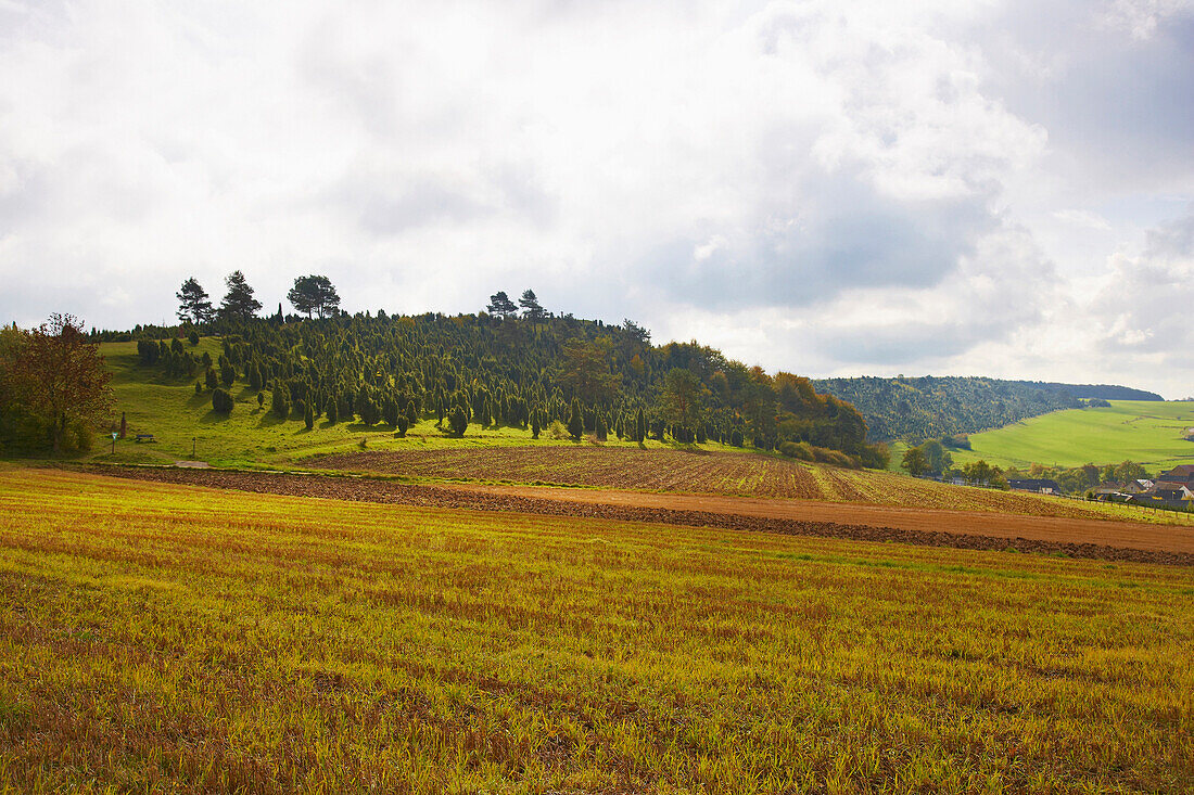 Kalvarienberg with juniper, Alendorf, Eifel, North Rhine-Westfalia, Germany, Europe