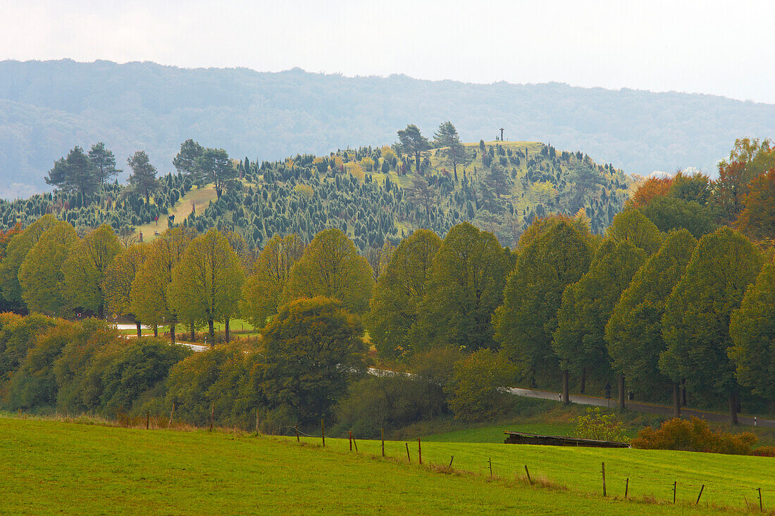 Lindenallee zwischen Ripsdorf und Alendorf und Kalvarienberg mit Wachholderheide, Eifel, Nordrhein-Westfalen, Deutschland, Europa