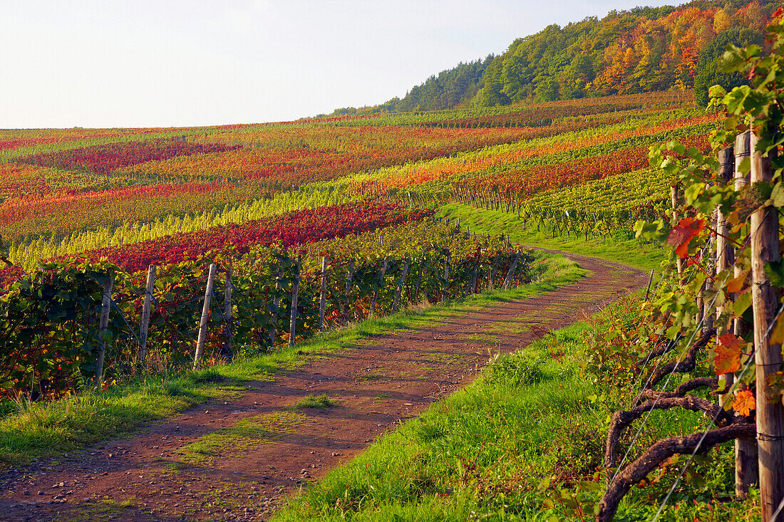 Rotweinwanderweg through vineyards near Altenwegshof, Autumnal tint, Ahr, Eifel, Rhineland-Palatinate, Germany, Europe