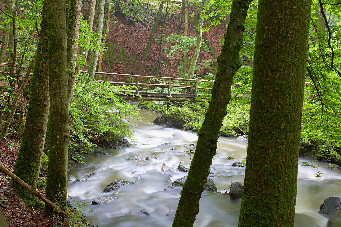 Beech forest and Alfbach near Strohn, Strohner Schweiz, Eifel, Rhineland-Palatinate, Germany, Europe