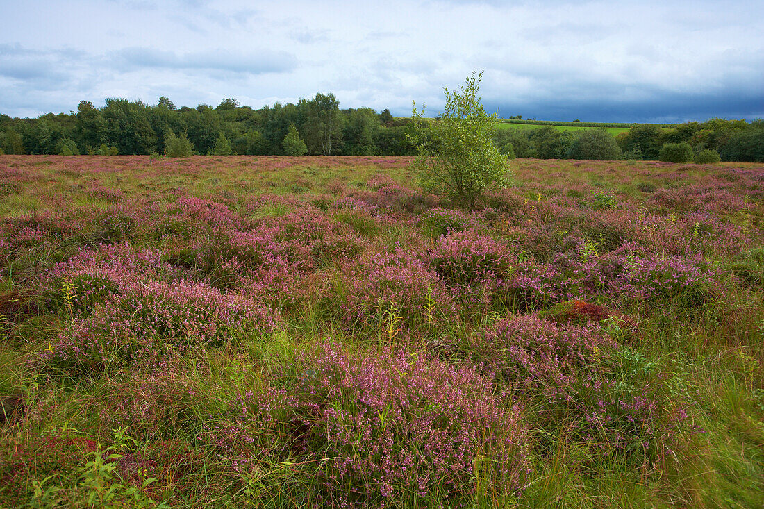 Strohner Märchen, Trockenmaar, Hochmoor, Strohn, Eifel, Rheinland-Pfalz, Deutschland, Europa