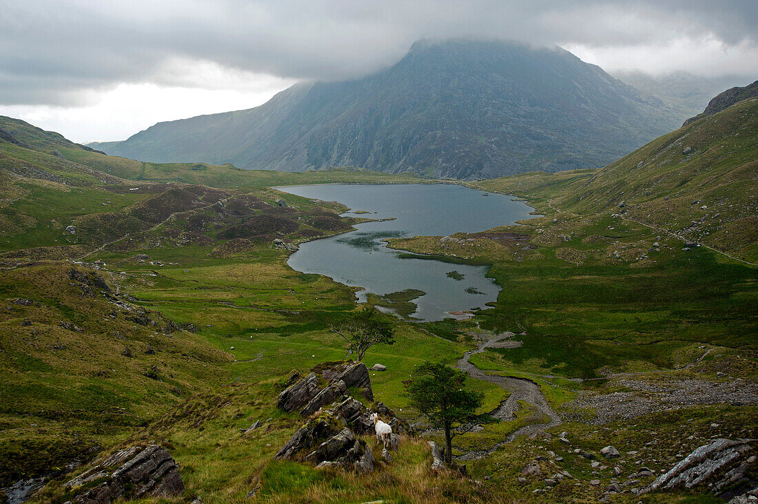 Ascent to Glyder Fawr, view to lake Llyn Idwal, Snowdonia National Park, Wales, UK