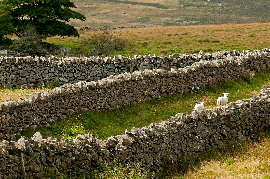 Stone walls above Rowen, Snowdonia National Park, Wales, UK