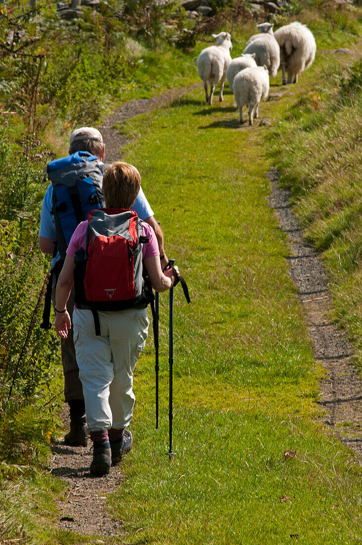 Wanderer oberhalb Rowen, Snowdonia National Park, Wales, Großbritannien