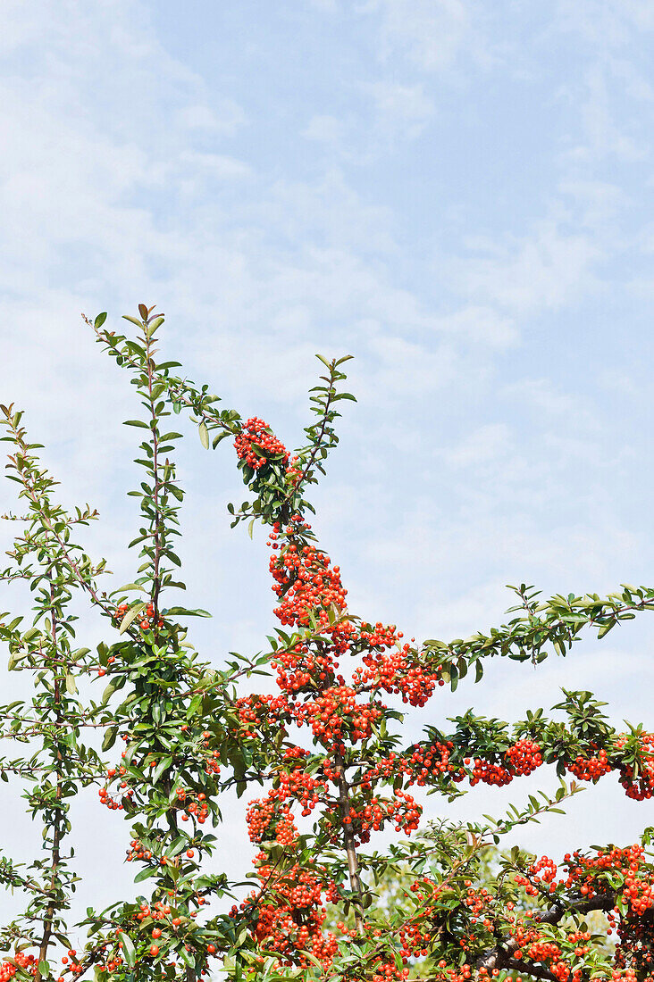 Rowan tree, Weilheim, Bavaria, Germany