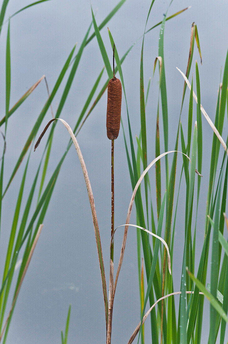 Bulrush, near Weilheim, Bavaria, Germany