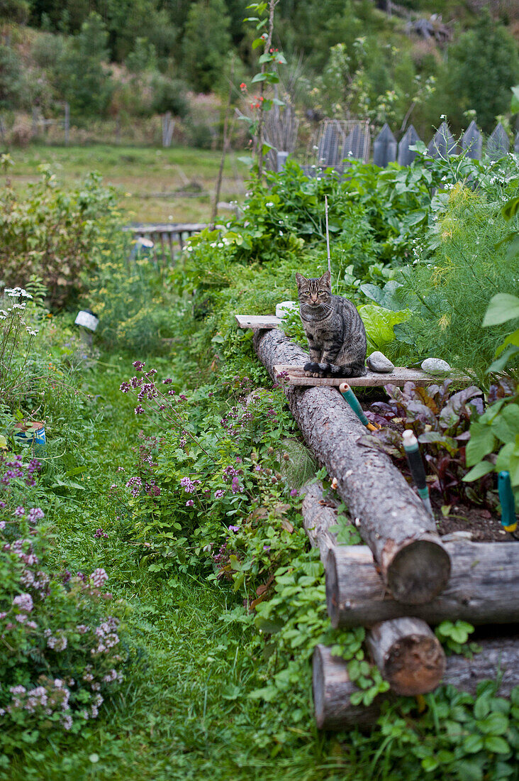 Cat on a raised bed in a garden, Leutasch Valley, Tyrol, Austria