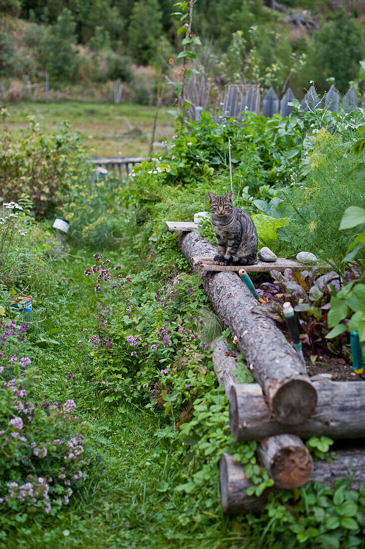 Katze sitzt auf eine Hochbeet in einem Garten, Leutaschtal, Tirol, Österreich