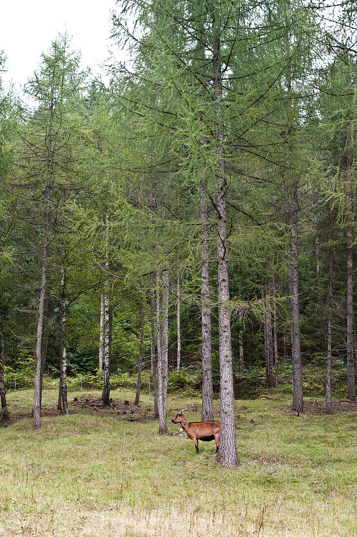 Goat under a tree, Leutasch valley, Tyrol, Austria