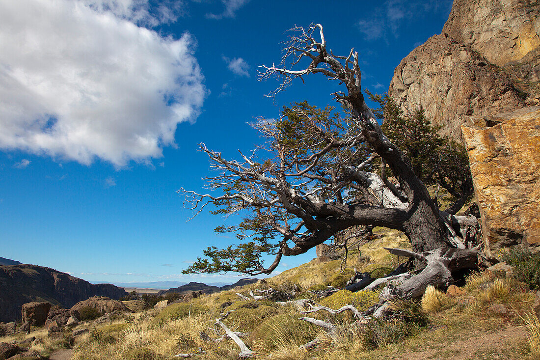 Southern beech, nothofagus, at the hiking trail to Mt. Fitz Roy, Los Glaciares National Park, near El Chalten, Patagonia, Argentina