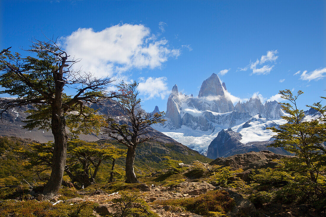 Southern beech, nothofagus, view to Mt. Fitz Roy, Los Glaciares National Park, near El Chalten, Patagonia, Argentina